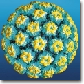 NEGII GENITALI, BANALA INFECTIE CU HPV?